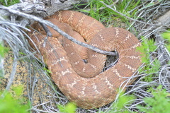 Crotalus ruber ruber