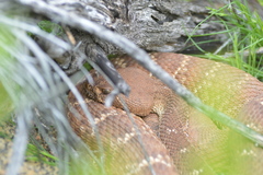 Crotalus ruber ruber
