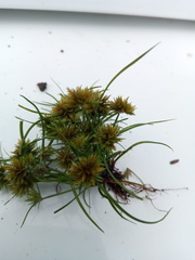 Cyperus psammophilus