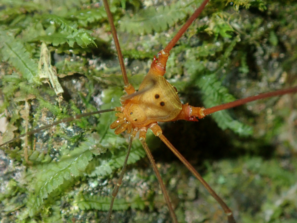 daddy longlegs