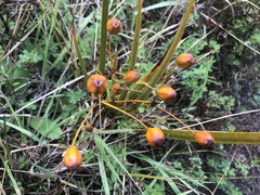 Libertia peregrinans