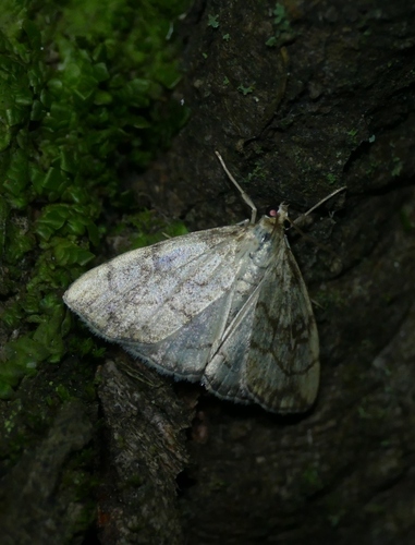 Evergestis pallidata