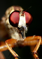 Asilidae