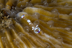 Ancylomenes magnificus