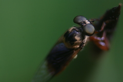 Damalis fulvipes