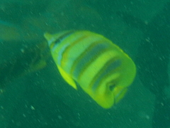 Chaetodon rainfordi