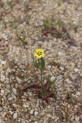 Tuberaria guttata