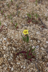 Tuberaria guttata