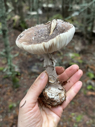Grey-veiled Amanita