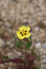 Tuberaria guttata
