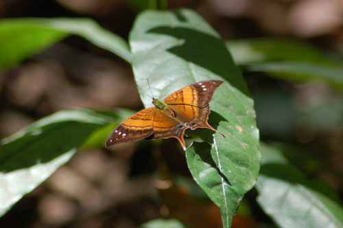 Marpesia furcula