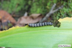 Xanthopastis moctezuma