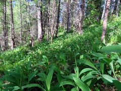 Allium microdictyon