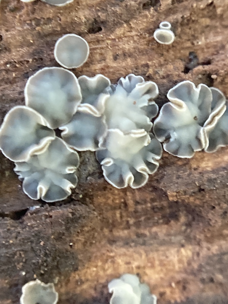 Mollisia aylmerensis