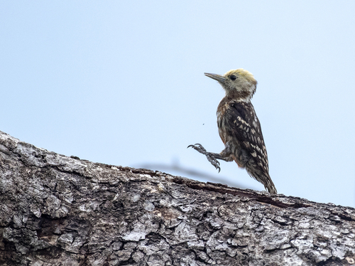 Indische bonte specht (Leiopicus mahrattensis)