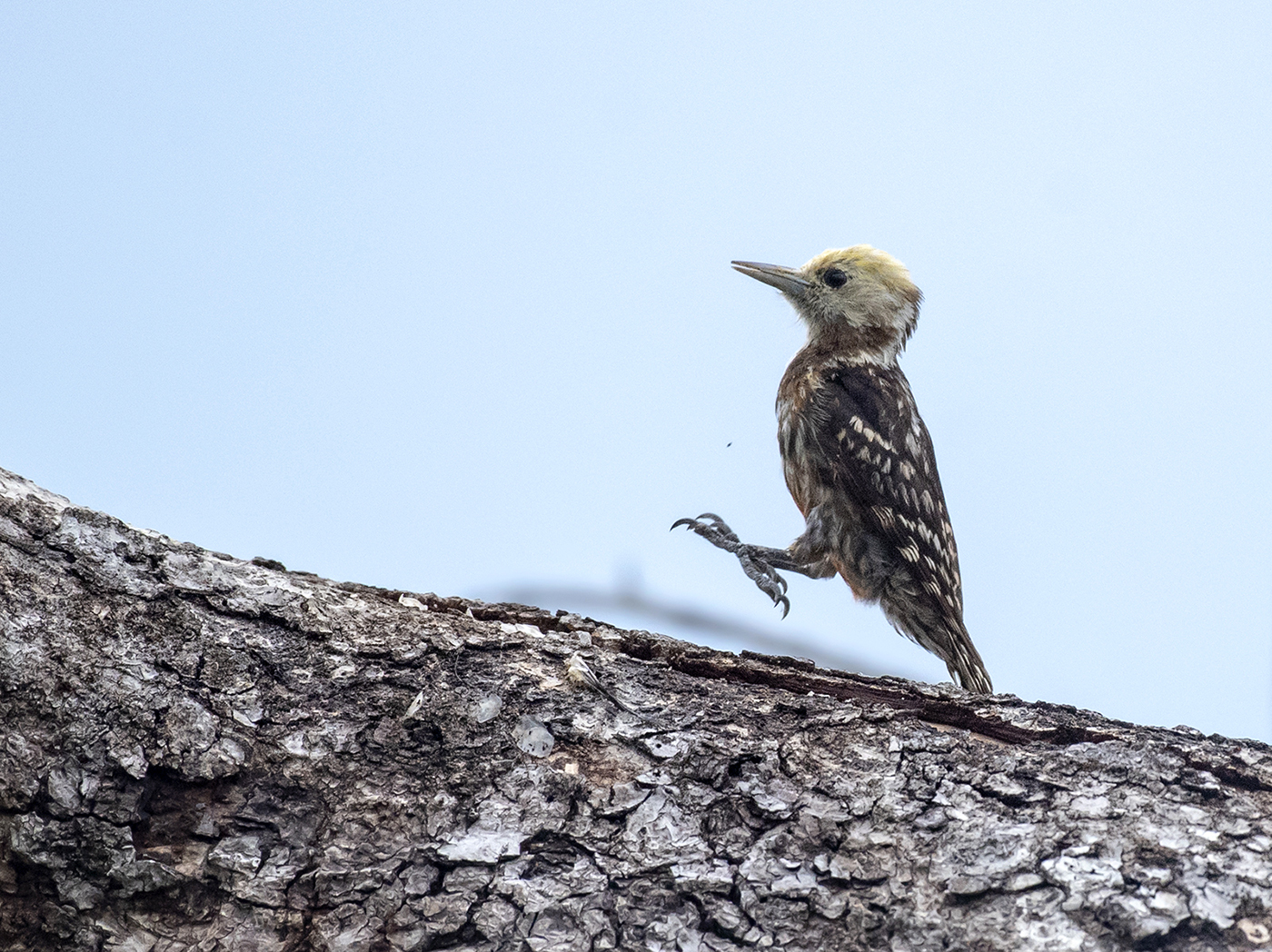 Yellow-crowned Woodpecker illustration
