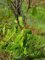 Dioscorea bemandry
