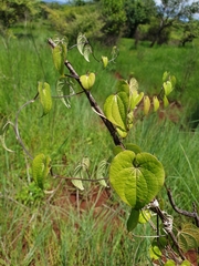 Dioscorea maciba