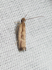 Helcystogramma phryganitis