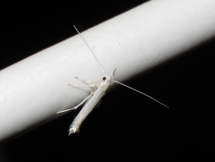 Stegommata sulfuratella