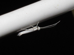 Stegommata sulfuratella