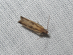 Helcystogramma phryganitis