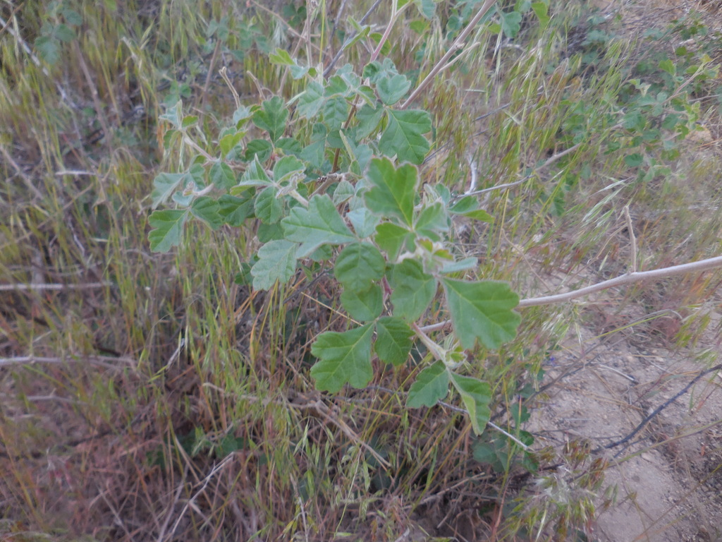 fragrant sumac from San Gabriel Mountains on May 18, 2022 at 0634 PM