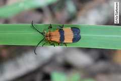 Calopteron reticulatum