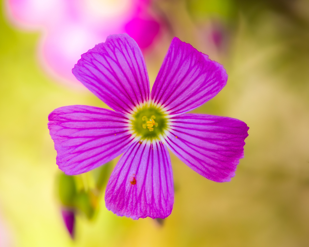 Roseae