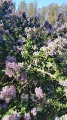Ceanothus impressus nipomensis