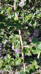 Ceanothus impressus nipomensis