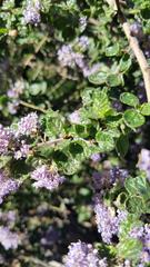 Ceanothus impressus nipomensis