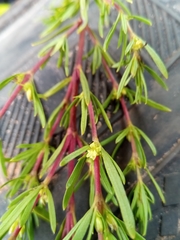 Anthospermum emirnense image