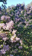 Ceanothus impressus nipomensis