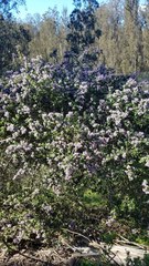 Ceanothus impressus nipomensis