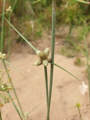 Lipocarpha chinensis image