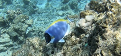 Acanthurus leucosternon