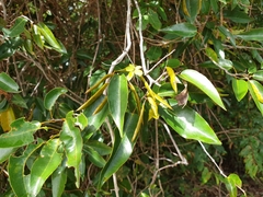 Baphia capparidifolia image