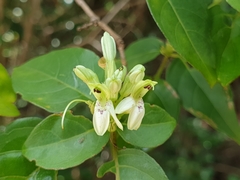 Graptophyllinae