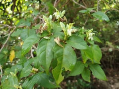 Graptophyllinae