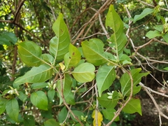 Graptophyllinae