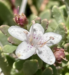 Myoporum parvifolium