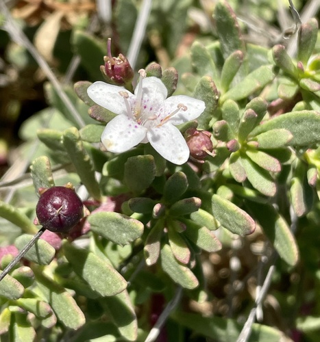 Myoporum parvifolium