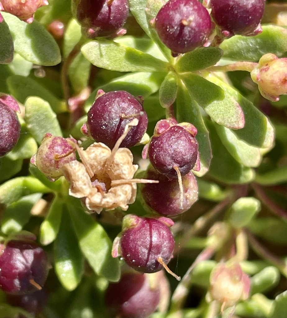 Creeping Myoporum