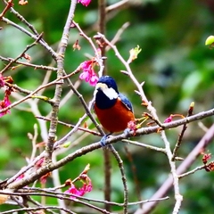 Sittiparus castaneoventris