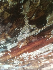 Reticulitermes lucifugus