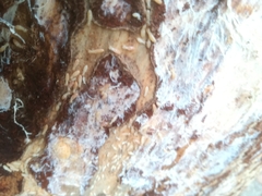 Reticulitermes lucifugus