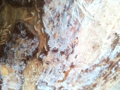 Reticulitermes lucifugus