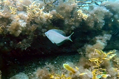 Parequula melbournensis