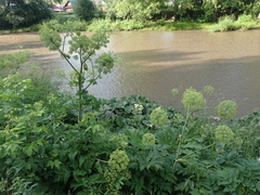 Angelica decurrens